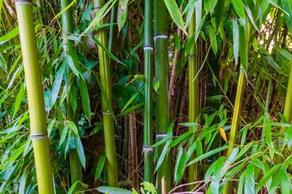 Cost of Bamboo Trimming in Pataskala