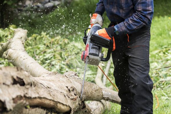 Cost of Branch Removal Service in Pataskala