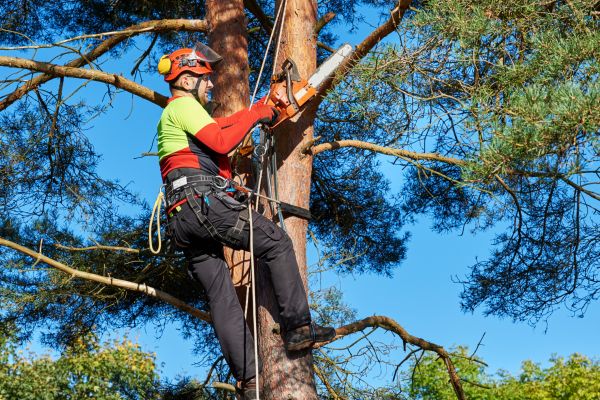 Cost of Tree Service in Pataskala