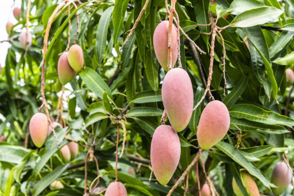 Cost of Mango Tree Trimming in Pataskala