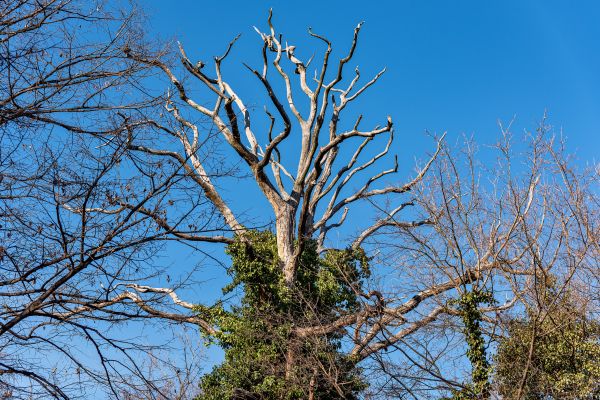 Cost of Deadwood Removal in Pataskala