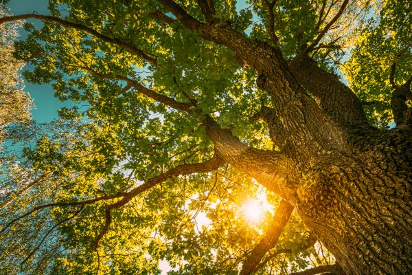 Cost of Oak Tree Pruning in Pataskala