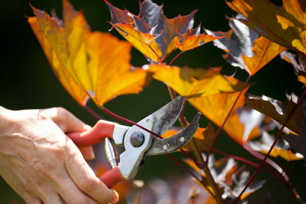 Cost of Maple Tree Pruning in Pataskala