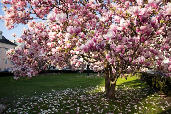 Cost of Magnolia Tree Pruning in Pataskala