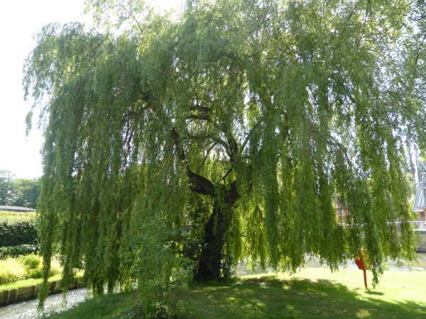 Cost of Willow Tree Trimming in Pataskala