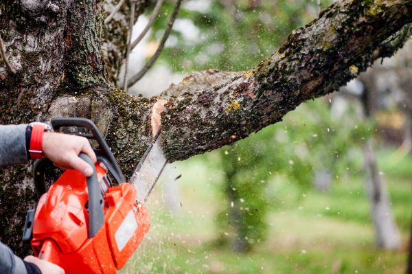 Cost of Tree Limbs Removal in Pataskala