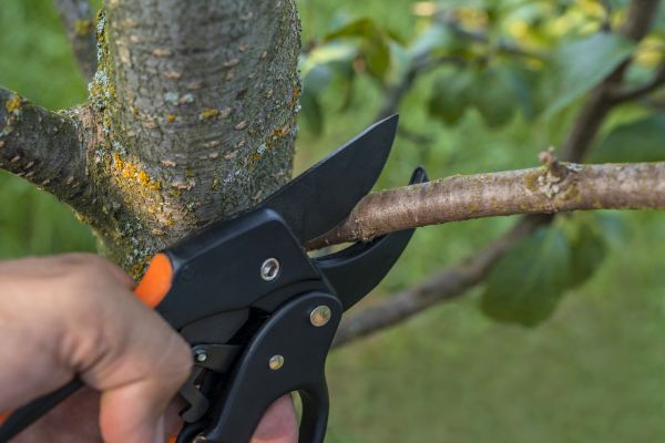 Cost of Tree Limb Cutting in Pataskala