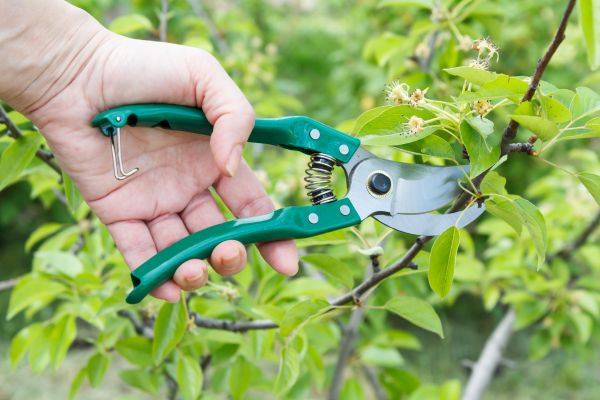 Cost of Pear Tree Pruning in Pataskala