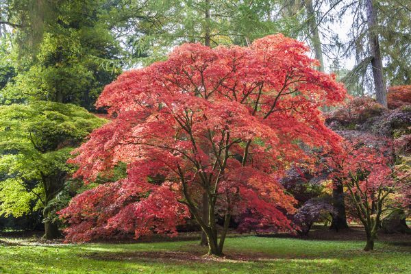 Cost of Japanese Maple Pruning in Pataskala