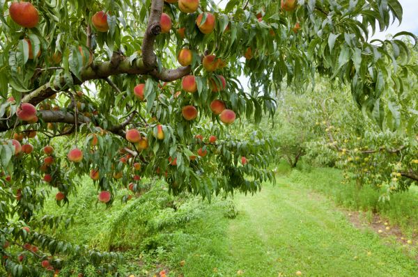 Cost of Peach Tree Pruning in Pataskala