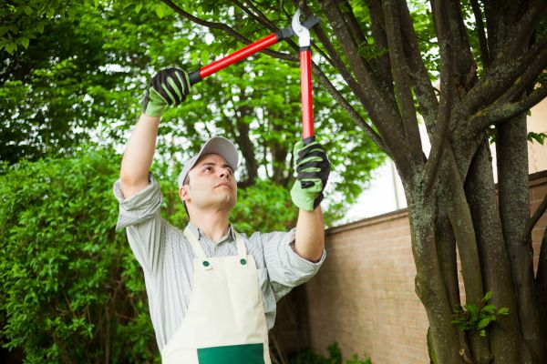 Cost of Tree Limb Pruning in Pataskala
