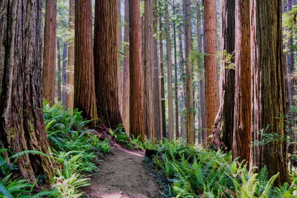 Cost of Redwood Tree Trimming in Pataskala