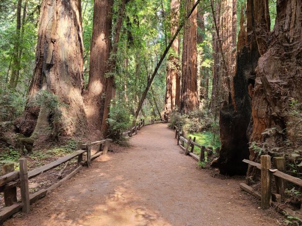 Cost of Redwood Tree Pruning in Pataskala