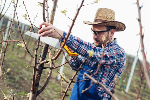 Cost of Orchard Tree Pruning in Pataskala