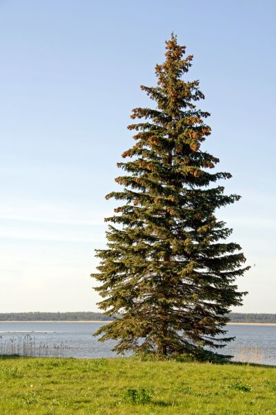 Cost of Spruce Tree Pruning in Pataskala