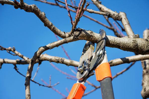 Cost of Peach Tree Trimming in Pataskala