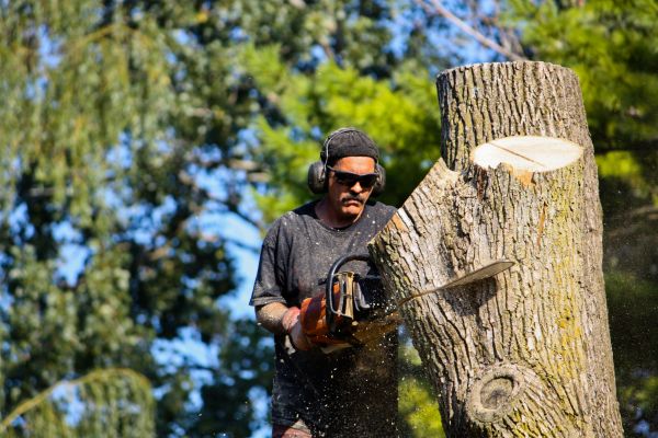 Cost of Ash Tree Pruning in Pataskala