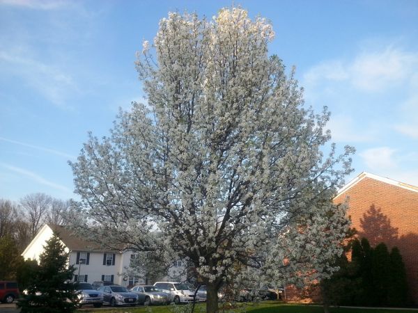 Cost of Bradford Pear Tree Pruning in Pataskala