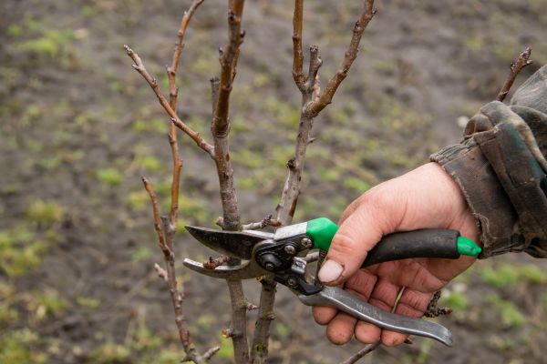 Cost of Pear Trees Pruning in Pataskala