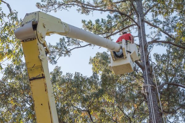 Cost of Limbs Trimming in Pataskala