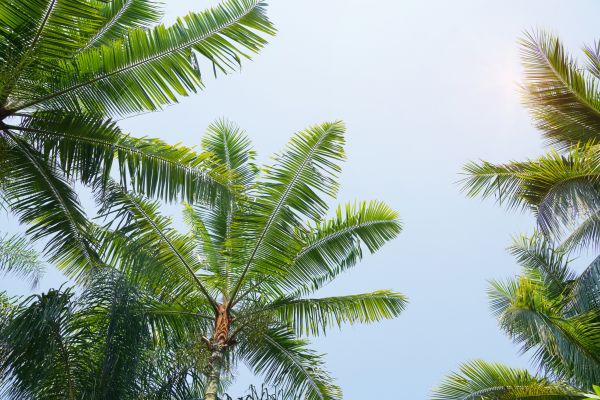 Cost of Queen Palm Tree Trimming in Pataskala