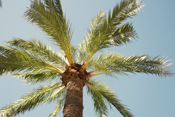 Cost of Queen Palm Pruning in Pataskala