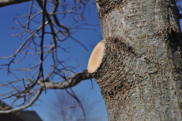 Cost of Limb Pruning in Pataskala