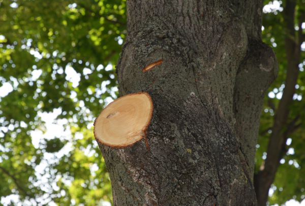 Cost of Limb Cutting in Pataskala