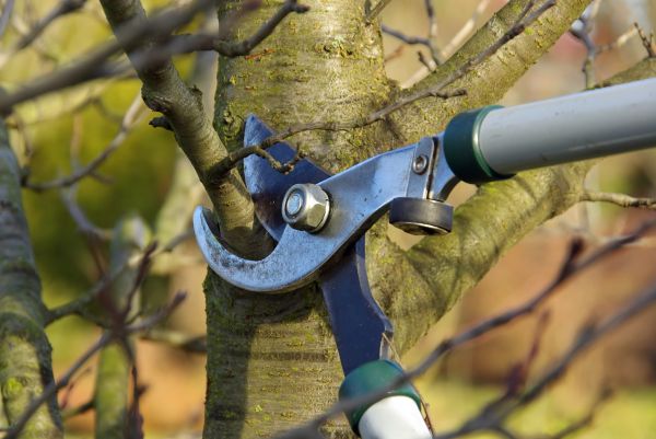 Cost of Tree Limb Trimming Service in Pataskala