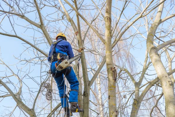 Cost of Large Tree Trimming in Pataskala