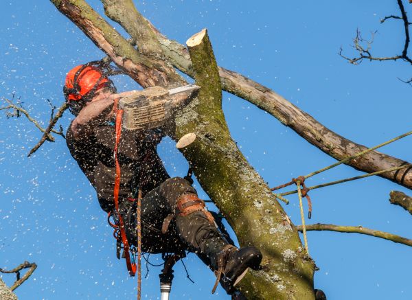 Cost of Tree Trimming Service in Pataskala
