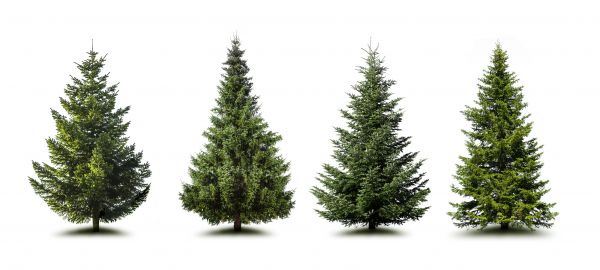 Cost of Pine Tree Trimming in Pataskala