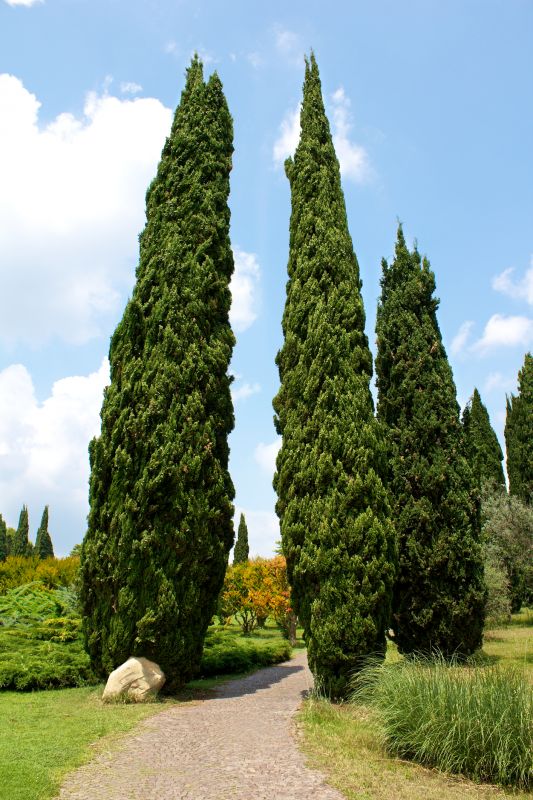 Cypress Tree Pruning
