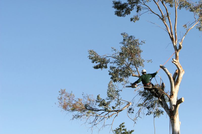 Tree Trimming Equipment in Action