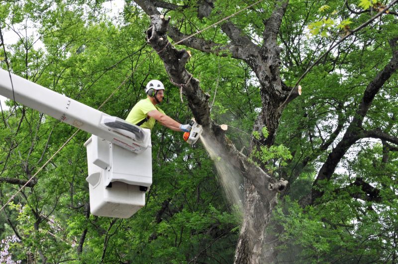 Seasonal Tree Maintenance