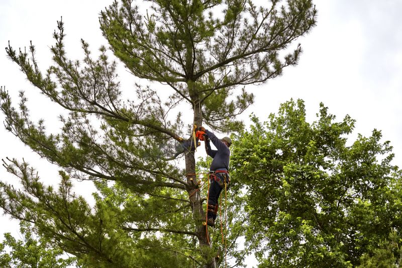 Tree Care Specialists